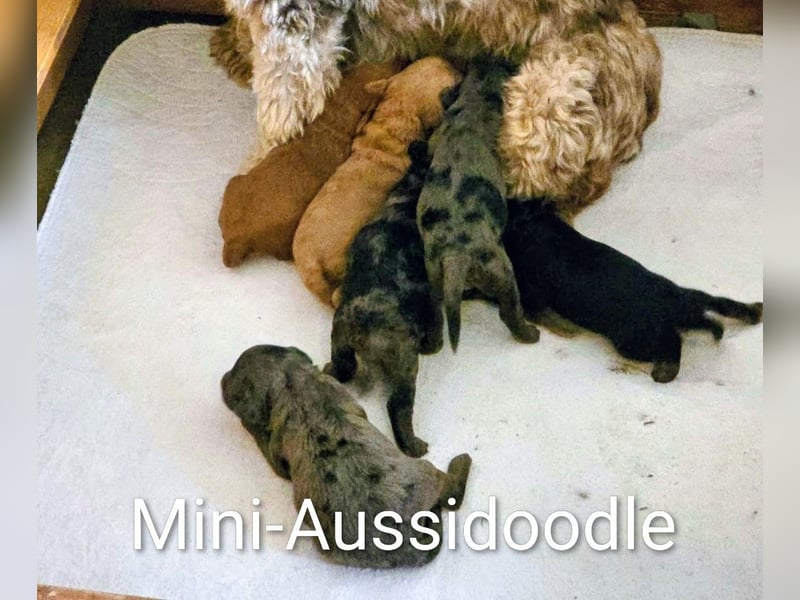 Deckrüde Kleinpudel, Laboklin getestet, rot, vererbt auch tan bzw. loh, Intern. Champion