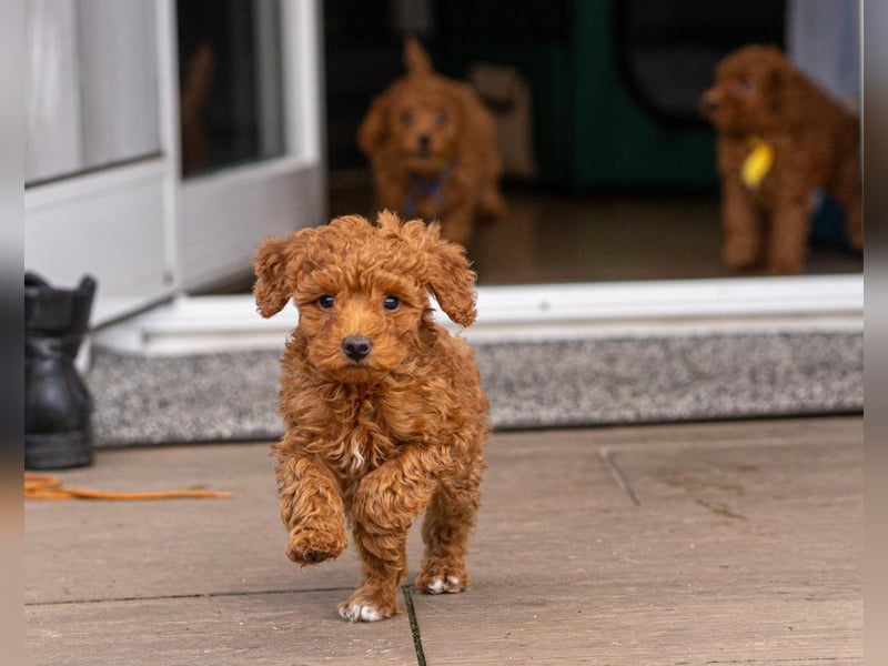 Deckrüde Kleinpudel, Laboklin getestet, rot, vererbt auch tan bzw. loh, Intern. Champion