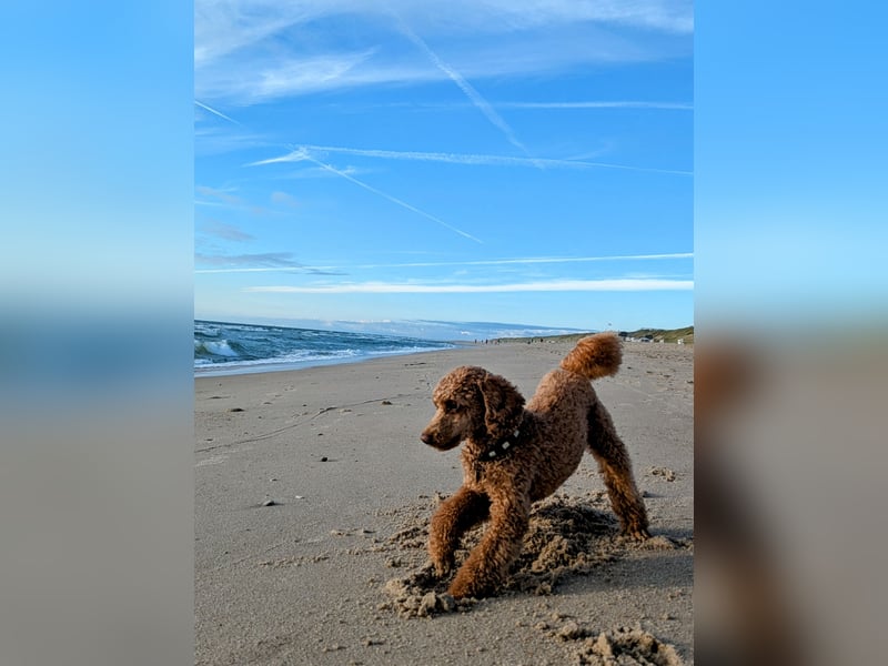 Deckrüde Kleinpudel Zwergpudel, Laboklin getestet, rot, vererbt auch tan bzw. loh, Intern. Champion