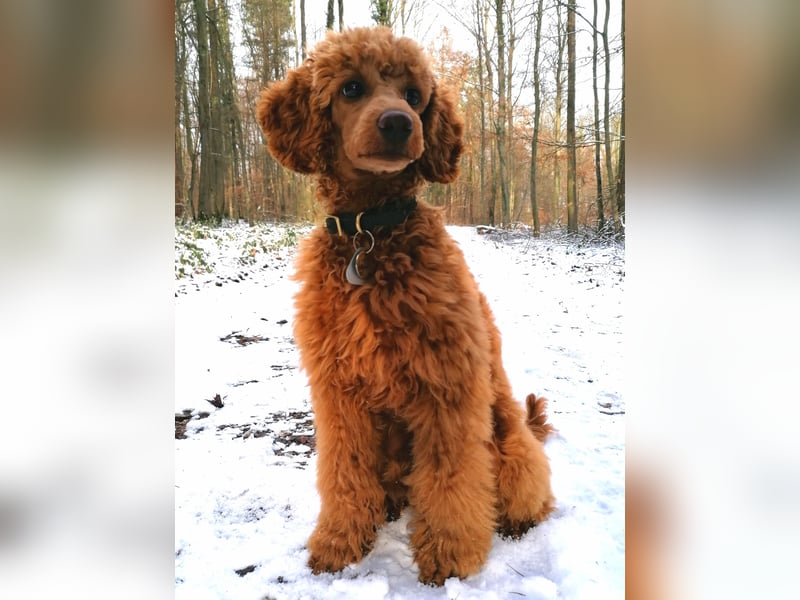Deckrüde Kleinpudel Zwergpudel, Laboklin getestet, rot, vererbt auch tan bzw. loh, Intern. Champion
