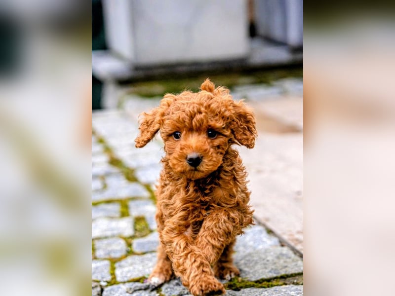 Deckrüde Kleinpudel, Laboklin getestet, rot, vererbt auch tan bzw. loh, Intern. Champion