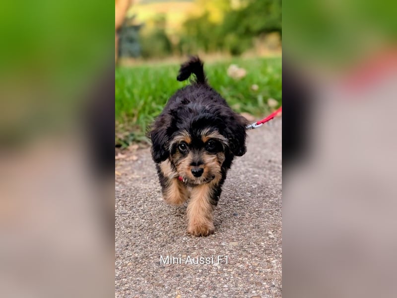 Deckrüde Kleinpudel, Laboklin getestet, rot, vererbt auch tan bzw. loh, Intern. Champion