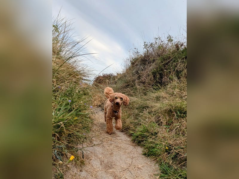 Deckrüde Kleinpudel Zwergpudel, Laboklin getestet, rot, vererbt auch tan bzw. loh, Intern. Champion