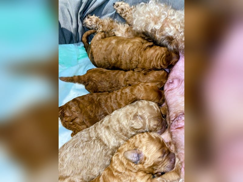 Deckrüde Kleinpudel, Laboklin getestet, rot, vererbt auch tan bzw. loh, Intern. Champion