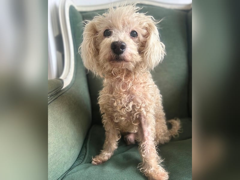 Nielson: Süßer Senior-Pudelmix sucht seine Menschen