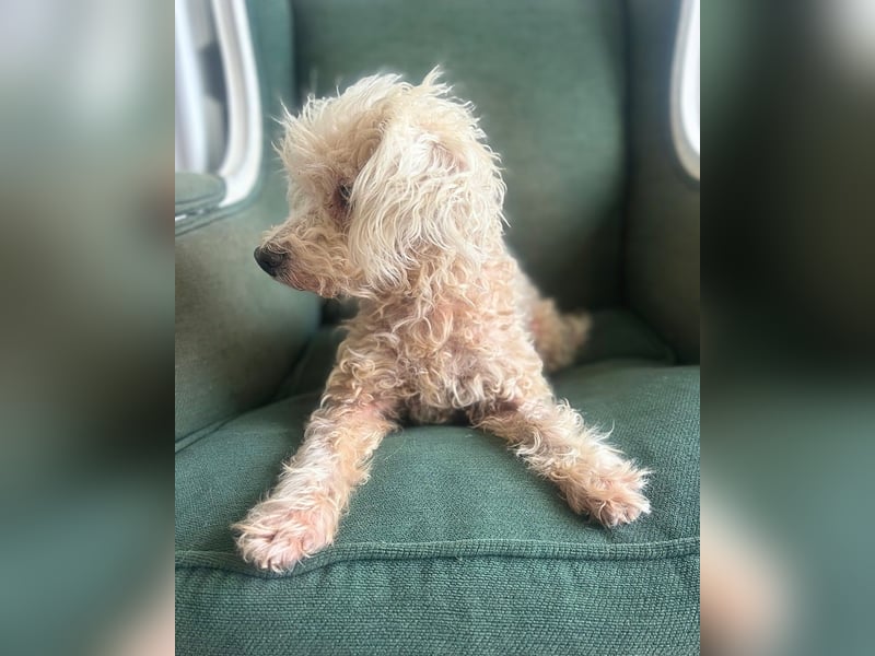 Nielson: Süßer Senior-Pudelmix sucht seine Menschen