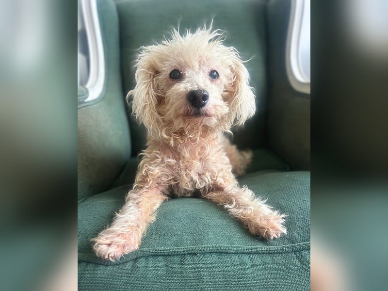 Nielson: Süßer Senior-Pudelmix sucht seine Menschen