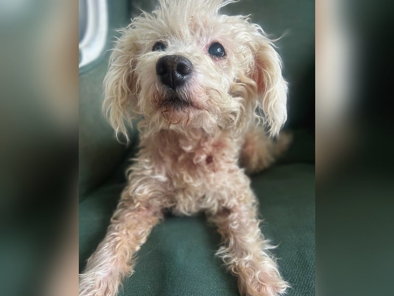 Nielson: Süßer Senior-Pudelmix sucht seine Menschen