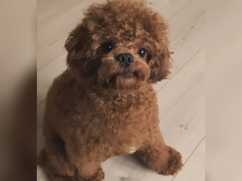 Cavapoo Rüde (kastriert) 1,5 Jahre alt sucht ein neues Zuhause