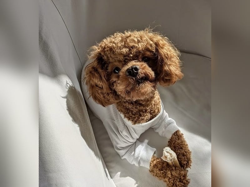 Cavapoo Rüde (kastriert) 1,5 Jahre alt sucht ein neues Zuhause