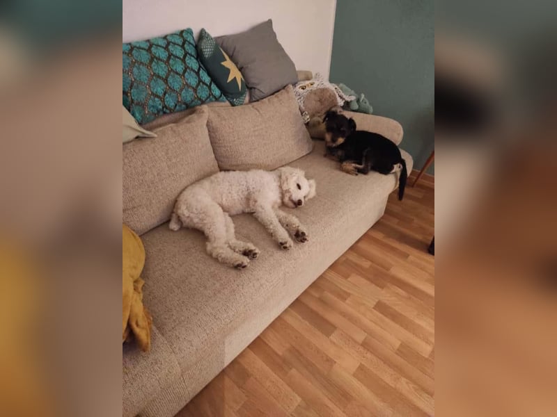 -RESERVIERT - SNOWIE  Energiegeladene Junghündin sucht aktive Menschen!