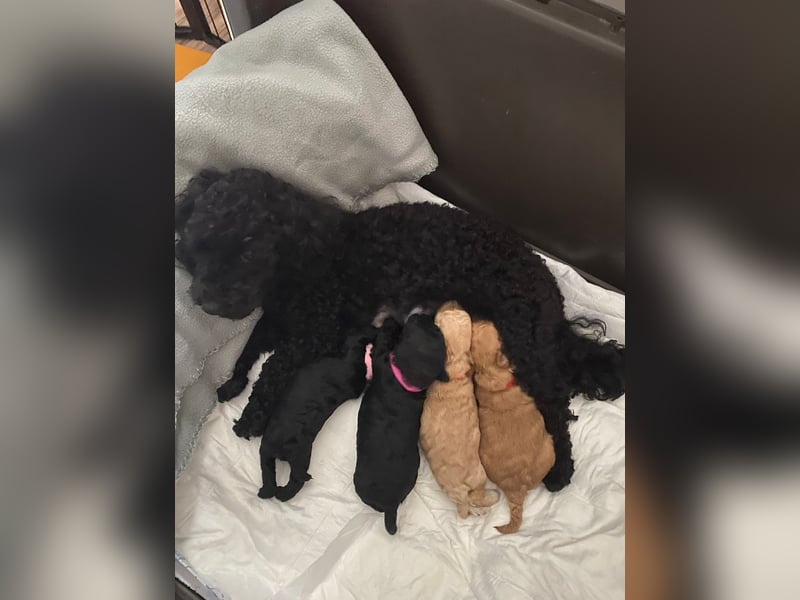 Reinrassige Apricot Zwergpudel Deckrüde Ahnentafel Gentest Patella Katarakte frei, Zuchttauglich