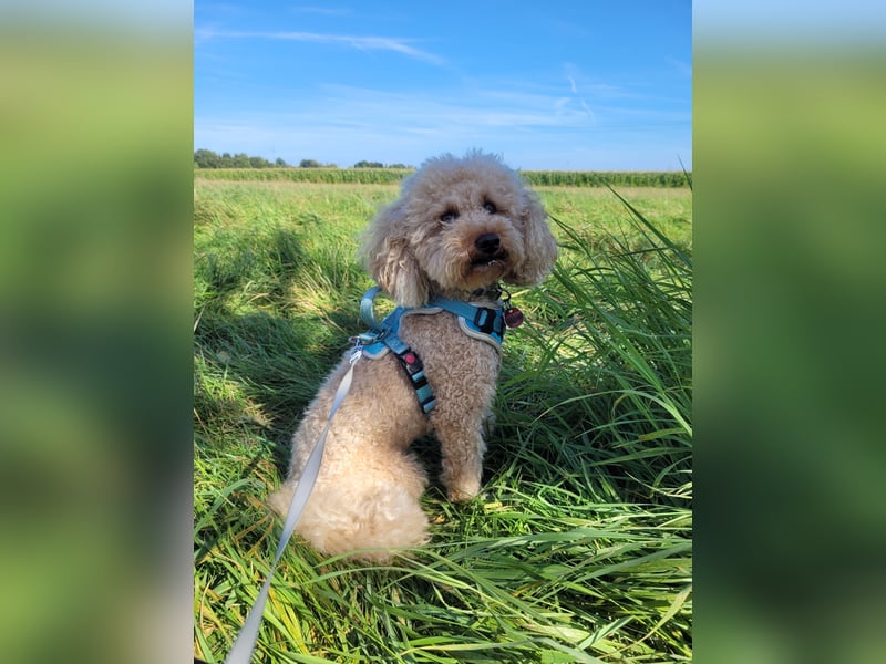 Apricot Fawn Zwergpudel Deckrüde Erfahren Ahnentafel Gentest Patella Katarakte frei, Zuchttauglich