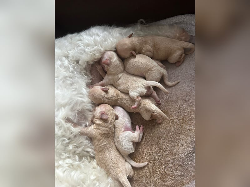 Apricot Fawn Zwergpudel Deckrüde Erfahren Ahnentafel Gentest Patella Katarakte frei, Zuchttauglich