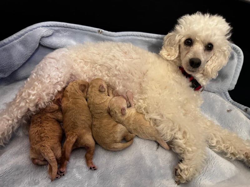 Apricot Fawn Zwergpudel Deckrüde Erfahren Ahnentafel Gentest Patella Katarakte frei, Zuchttauglich