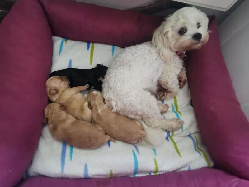 Reinrassige Apricot Zwergpudel Deckrüde Ahnentafel Gentest Patella Katarakte frei, Zuchttauglich