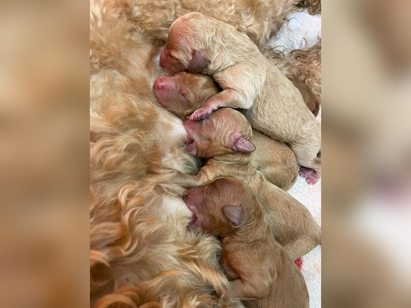 Apricot Fawn Zwergpudel Deckrüde Erfahren Ahnentafel Gentest Patella Katarakte frei, Zuchttauglich