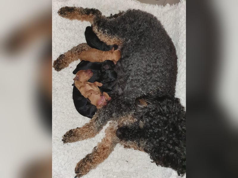 Reinrassige Apricot Zwergpudel Deckrüde Ahnentafel Gentest Patella Katarakte frei Zuchttauglich