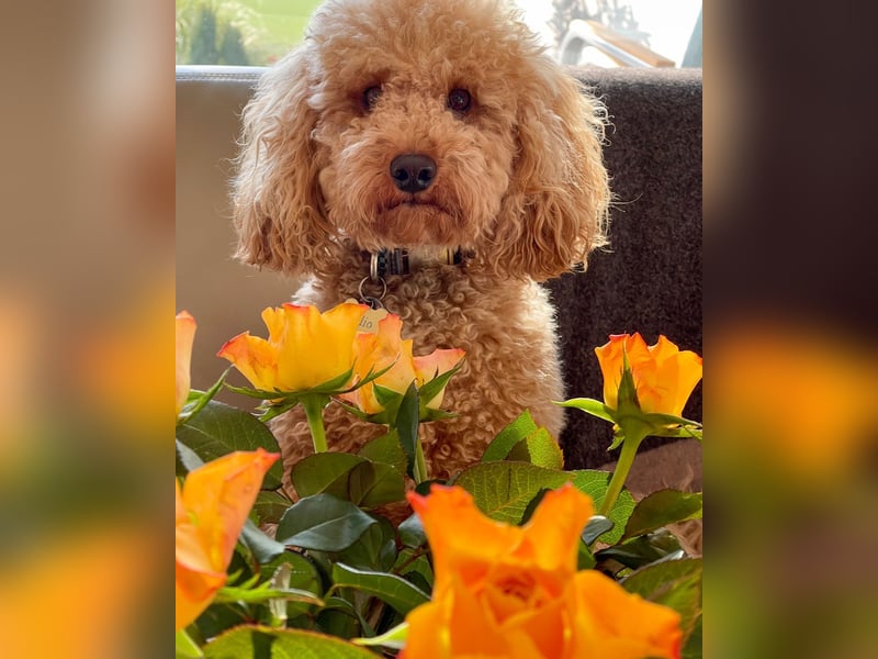 Reinrassige Apricot Zwergpudel Deckrüde Ahnentafel Gentest Patella Katarakte frei Zuchttauglich