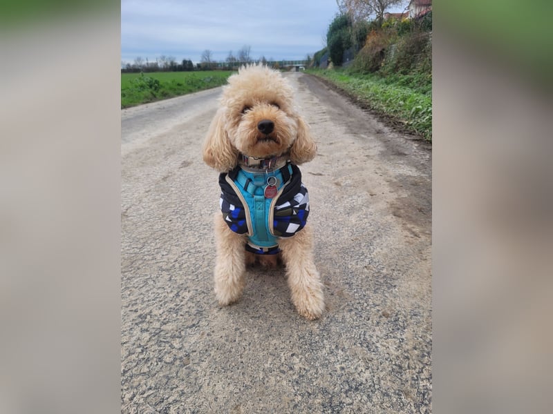 Apricot Fawn Zwergpudel Deckrüde Erfahren Ahnentafel Gentest Patella Katarakte frei, Zuchttauglich