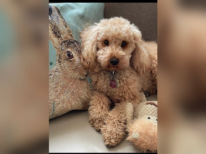 Reinrassige Apricot Zwergpudel Deckrüde Ahnentafel Gentest Patella Katarakte frei Zuchttauglich