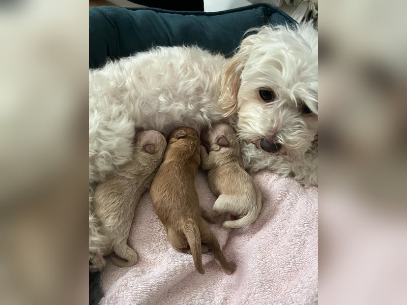 Apricot Fawn Zwergpudel Deckrüde Erfahren Ahnentafel Gentest Patella Katarakte frei, Zuchttauglich