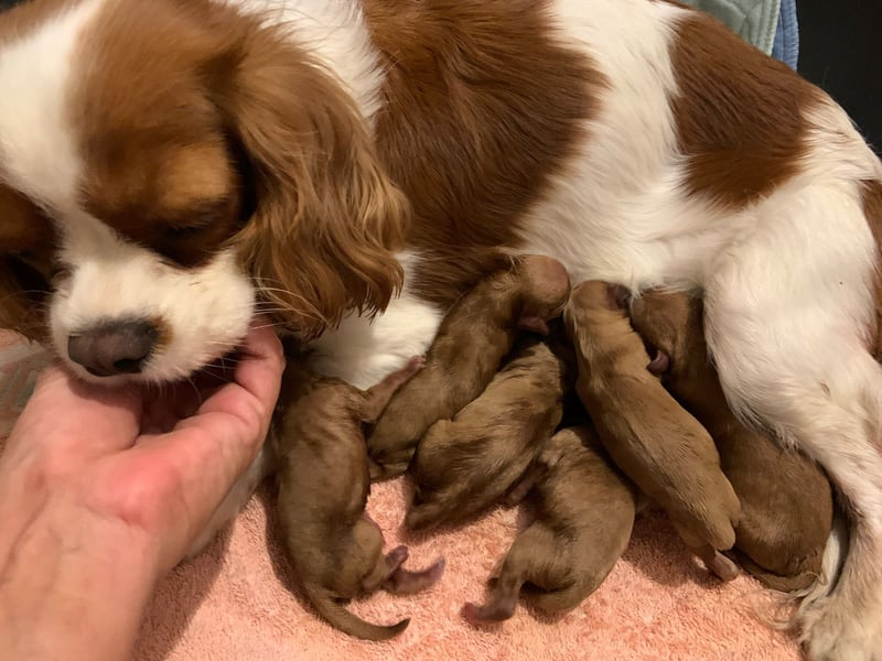 Reinrassige Apricot Zwergpudel Deckrüde Ahnentafel Gentest Patella Katarakte frei, Zuchttauglich