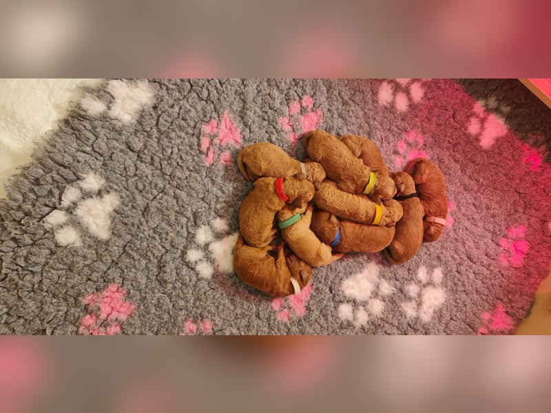 Apricot Fawn Zwergpudel Deckrüde Erfahren Ahnentafel Gentest Patella Katarakte frei, Zuchttauglich