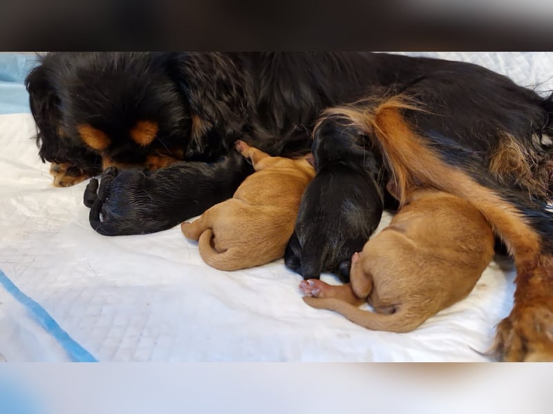 Apricot Fawn Zwergpudel Deckrüde Erfahren Ahnentafel Gentest Patella Katarakte frei, Zuchttauglich