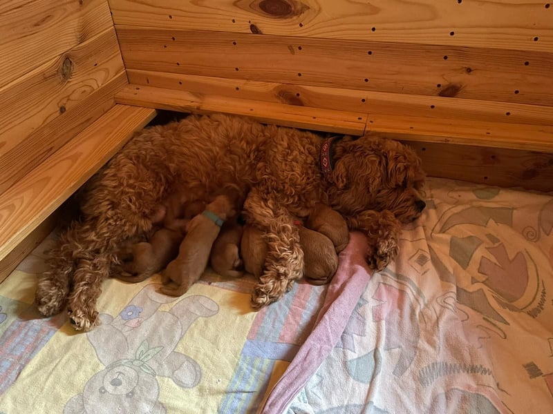 Reinrassige Apricot Zwergpudel Deckrüde Ahnentafel Gentest Patella Katarakte frei, Zuchttauglich