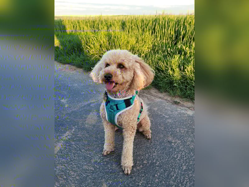 Reinrassige Apricot Zwergpudel Deckrüde Ahnentafel Gentest Patella Katarakte frei Zuchttauglich