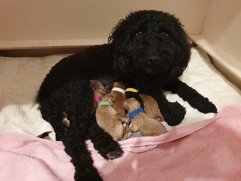 Reinrassige Apricot Zwergpudel Deckrüde Ahnentafel Gentest Patella Katarakte frei, Zuchttauglich