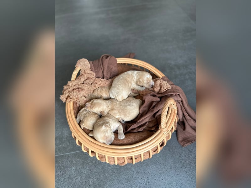 Apricot Fawn Zwergpudel Deckrüde Erfahren Ahnentafel Gentest Patella Katarakte frei, Zuchttauglich