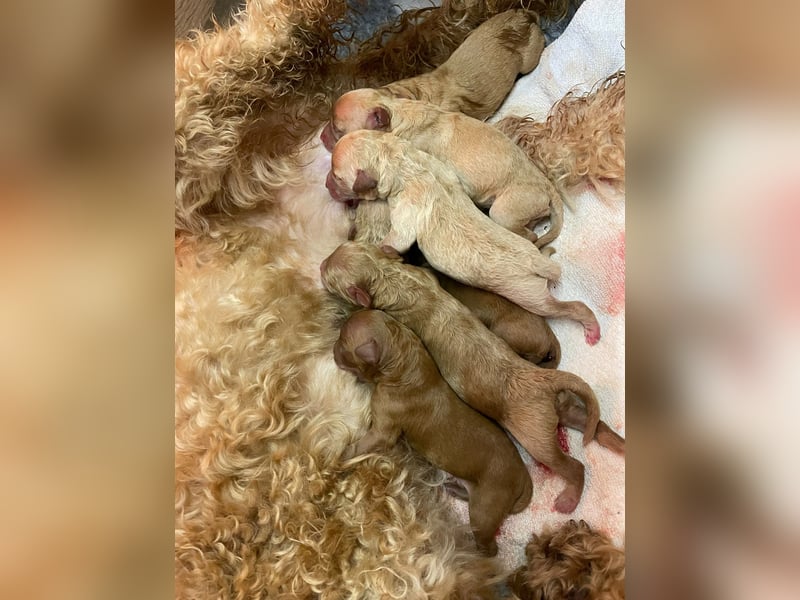 Apricot Fawn Zwergpudel Deckrüde Erfahren Ahnentafel Gentest Patella Katarakte frei, Zuchttauglich