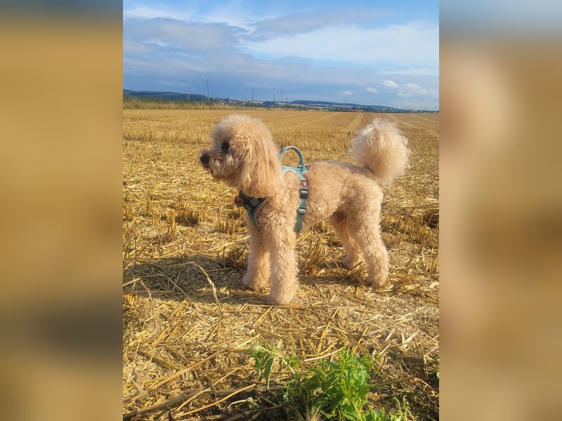 Apricot Fawn Zwergpudel Deckrüde Erfahren Ahnentafel Gentest Patella Katarakte frei, Zuchttauglich