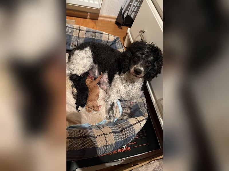 Apricot Fawn Zwergpudel Deckrüde Erfahren Ahnentafel Gentest Patella Katarakte frei, Zuchttauglich