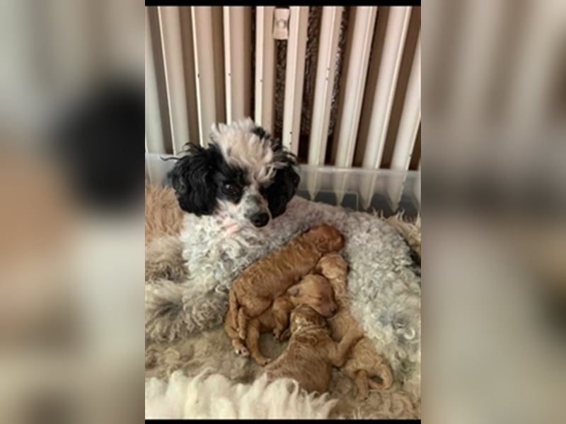 Apricot Fawn Zwergpudel Deckrüde Erfahren Ahnentafel Gentest Patella Katarakte frei, Zuchttauglich