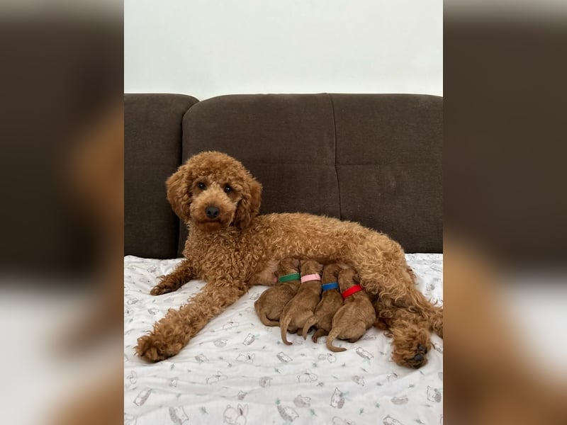 Reinrassige Apricot Zwergpudel Deckrüde Ahnentafel Gentest Patella Katarakte frei, Zuchttauglich