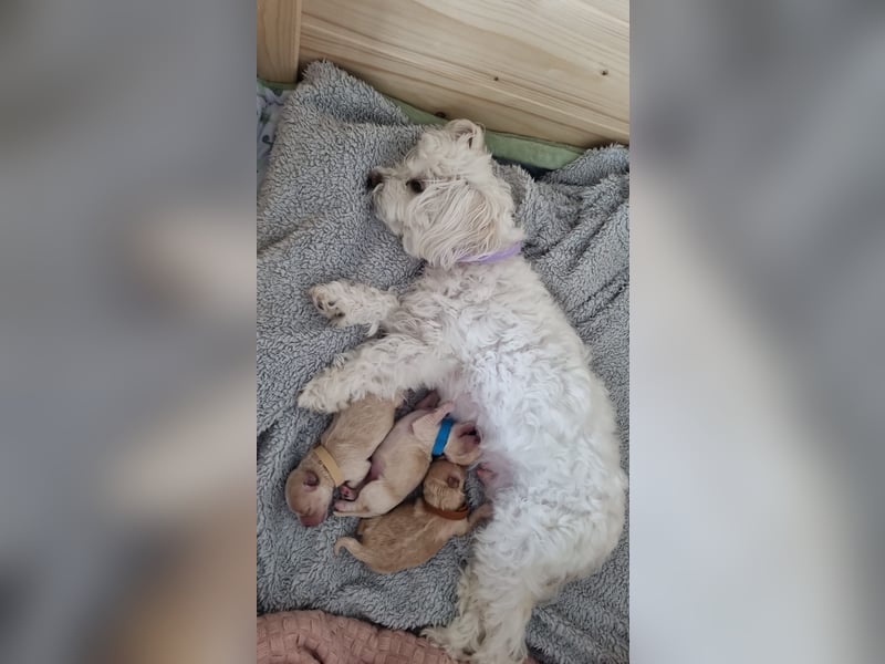 Apricot Fawn Zwergpudel Deckrüde Erfahren Ahnentafel Gentest Patella Katarakte frei, Zuchttauglich