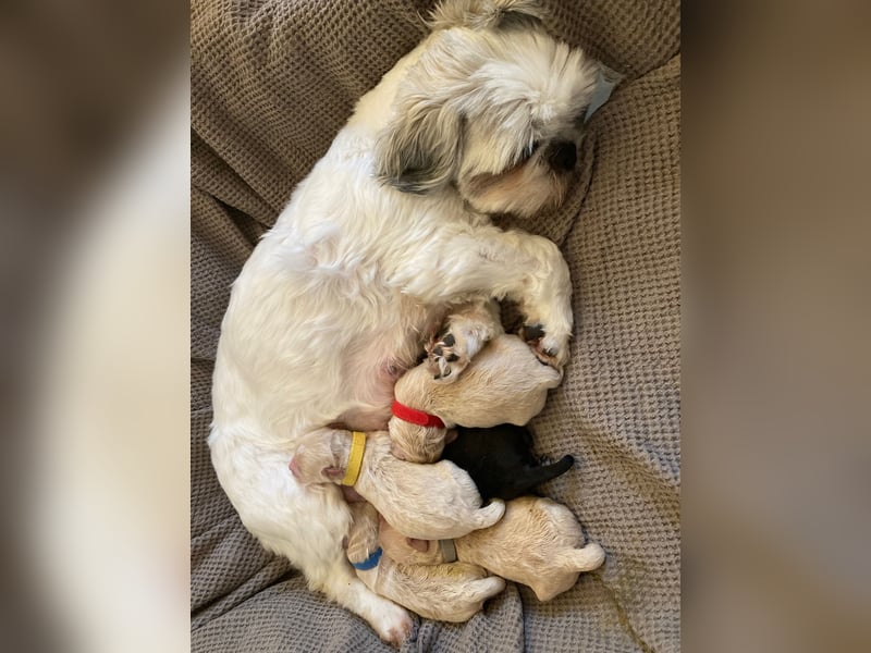 Apricot Fawn Zwergpudel Deckrüde Erfahren Ahnentafel Gentest Patella Katarakte frei, Zuchttauglich