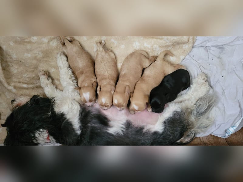 Reinrassige Apricot Zwergpudel Deckrüde Ahnentafel Gentest Patella Katarakte frei Zuchttauglich