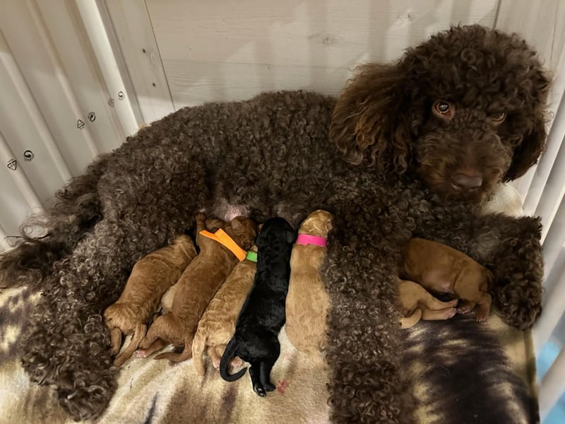 Apricot Fawn Zwergpudel Deckrüde Erfahren Ahnentafel Gentest Patella Katarakte frei, Zuchttauglich