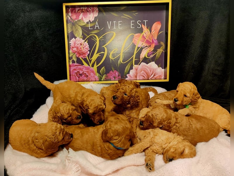 Reinrassige Apricot Zwergpudel Deckrüde Ahnentafel Gentest Patella Katarakte frei Zuchttauglich