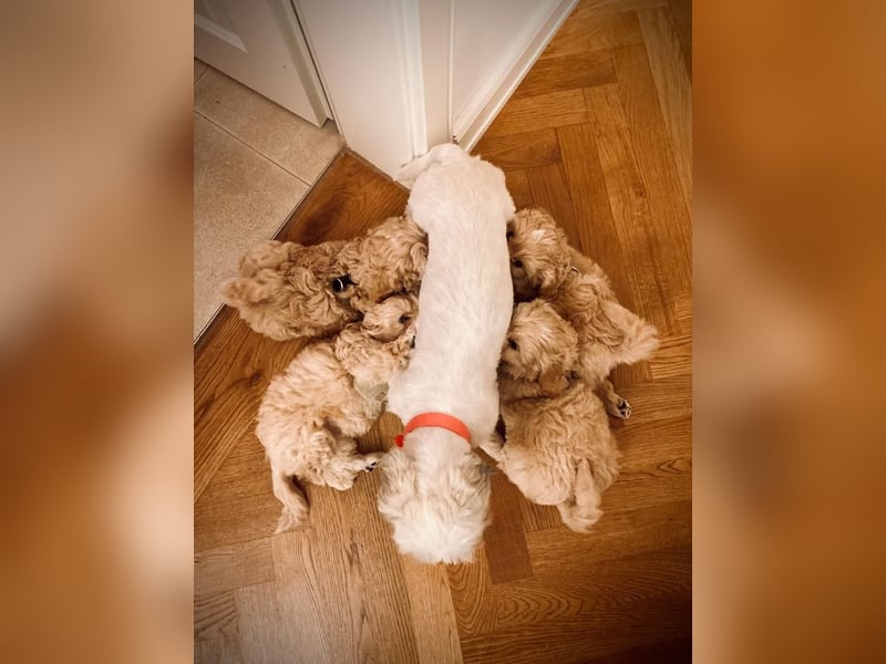 Reinrassige Apricot Zwergpudel Deckrüde Ahnentafel Gentest Patella Katarakte frei Zuchttauglich