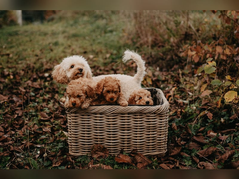 Reinrassige Apricot Zwergpudel Deckrüde Ahnentafel Gentest Patella Katarakte frei Zuchttauglich