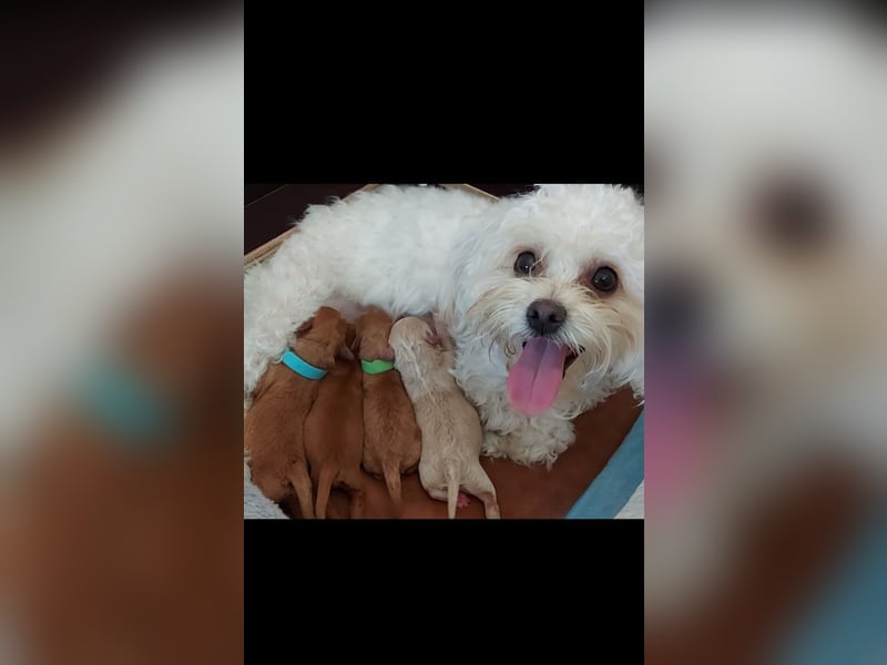 Reinrassige Apricot Zwergpudel Deckrüde Ahnentafel Gentest Patella Katarakte frei Zuchttauglich