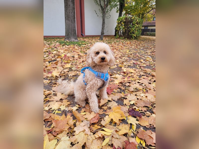 Apricot Fawn Zwergpudel Deckrüde Erfahren Ahnentafel Gentest Patella Katarakte frei, Zuchttauglich