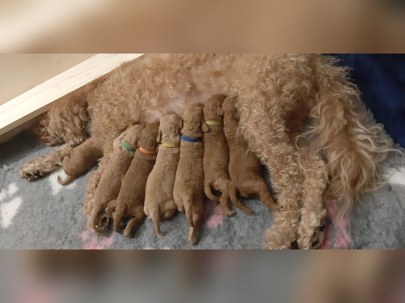 Reinrassige Apricot Zwergpudel Deckrüde Ahnentafel Gentest Patella Katarakte frei Zuchttauglich