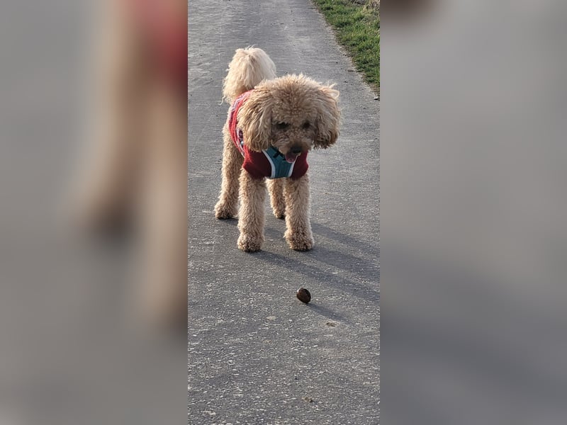 Reinrassige Apricot Zwergpudel Deckrüde Ahnentafel Gentest Patella Katarakte frei Zuchttauglich