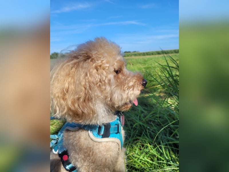 Apricot Fawn Zwergpudel Deckrüde Erfahren Ahnentafel Gentest Patella Katarakte frei, Zuchttauglich